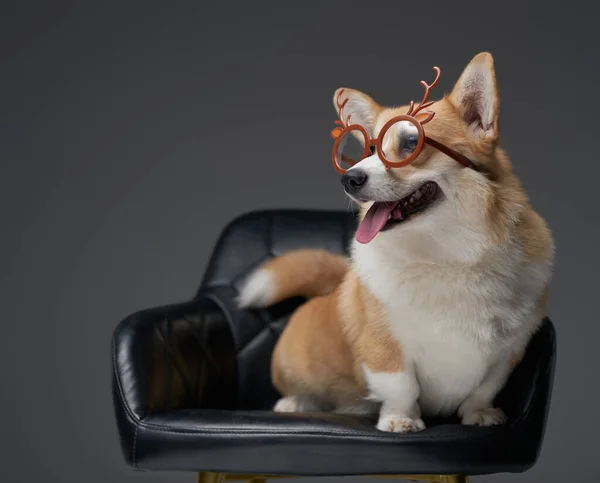Wesoły piesek z okularami siedzący na skórzanym krześle — Zdjęcie stockowe