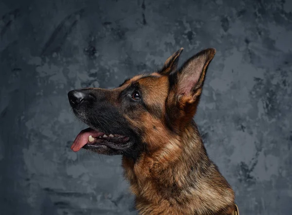 Kahverengi kürklü neşeli Alman çoban köpeği. — Stok fotoğraf