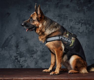 Siyah arka planda üniforma giymiş eğitimli polis birimi.