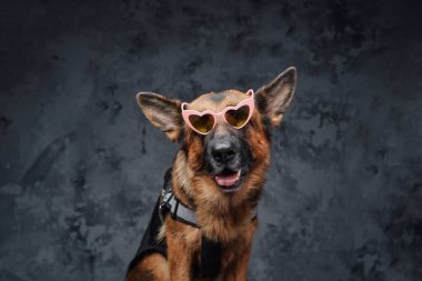 Koyu arkaplanda pembe güneş gözlüklü şık bir Alman çoban köpeği.
