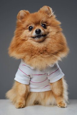 Beyaz gömlekli komik Pomerian köpeği stüdyoda poz veriyor.