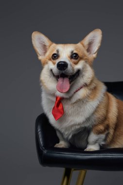 Gri arka planda kravatlı neşeli bir köpek.