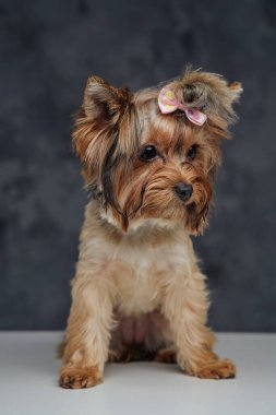 Sevimli bej renkli Yorkshire Teriyer köpeği koyu arka planda