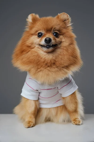 Tiro de minúsculo e engraçado pomerian cachorrinho contra fundo cinza — Fotografia de Stock