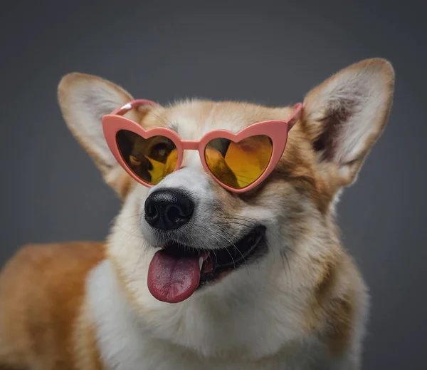 Moda cão feliz com coração rosa formado óculos — Fotografia de Stock