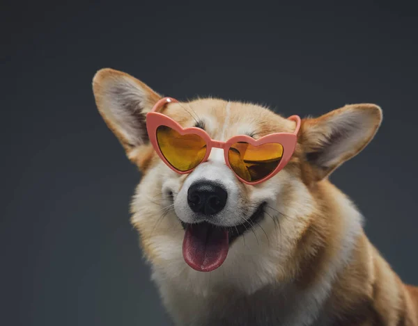 Happy fashion hondje met zonnebril tegen grijze achtergrond — Stockfoto