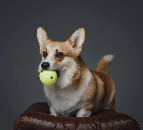 Doggy with tennis ball in mouth against gray background — Stock Photo, Image