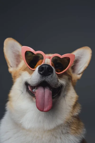 Alegre perrito con gafas en forma de corazón sobre fondo gris — Foto de Stock