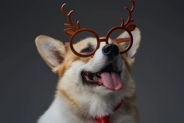 Chiot joyeux avec des lunettes de renne sur fond gris — Photo