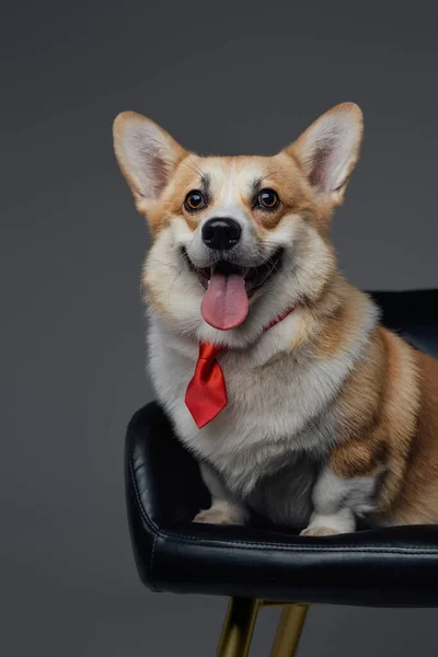 Cão alegre com gravata na cadeira contra fundo cinza — Fotografia de Stock