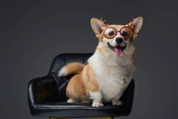 Счастливая собака кардиган породы с очками на кожаном кресле — стоковое фото