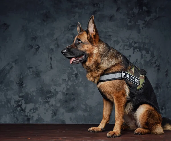 Unidad de policía entrenada vestida con uniforme contra fondo oscuro —  Fotos de Stock