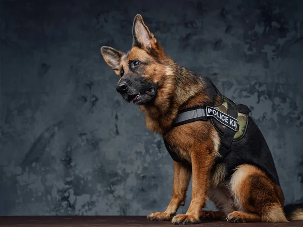 Polizia pastore tedesco vestito in uniforme della polizia — Foto Stock