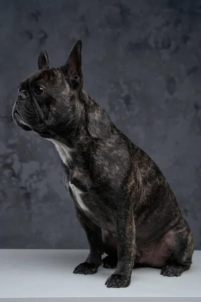 Adorável pequeno buldogue francês sentado na mesa branca — Fotografia de Stock