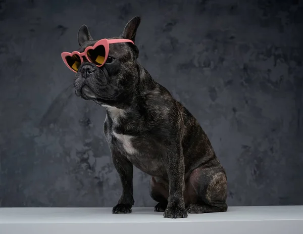 Elegante bulldog francés negro con gafas de sol sobre mesa blanca — Foto de Stock