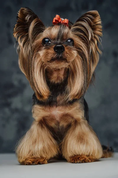 Pies rasy yorkshire z brązowym futrem i czerwoną muszką — Zdjęcie stockowe