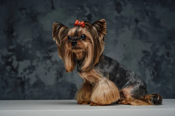 Purebred yorkshire dog with brown fur and red bow tie — Stock Photo, Image