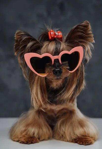 Mały piesek yorkshire w stylowych okularach przeciwsłonecznych w kształcie serca — Zdjęcie stockowe