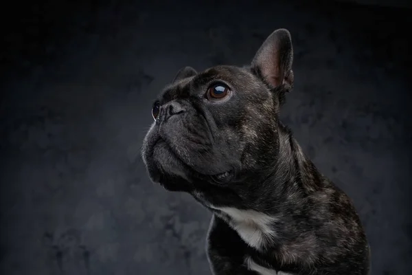 Siyah kürklü, koyu arkaplanlı safkan Fransız bulldog. — Stok fotoğraf