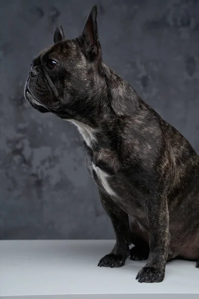 Adorable petit bouledogue français assis sur une table blanche — Photo