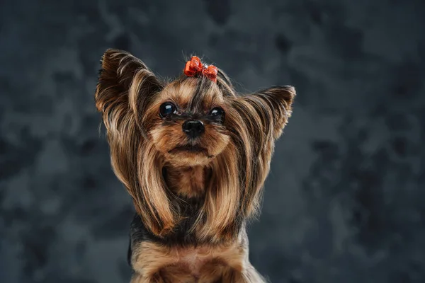 Pedigreed brązowy pies z muszką na głowie — Zdjęcie stockowe
