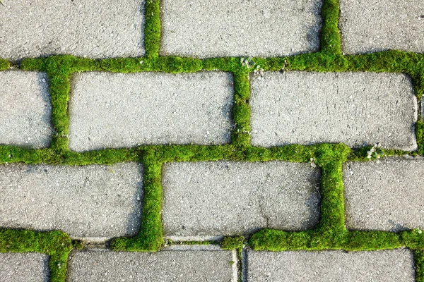 Tiled cobble stone pavement with moss inbetween — Stock Photo, Image