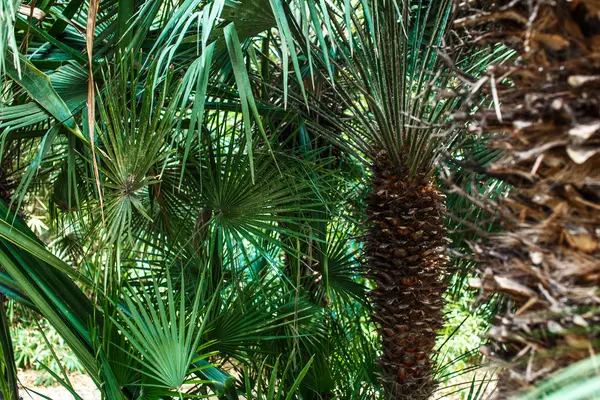 Feuilles et tronc de palmier — Photo