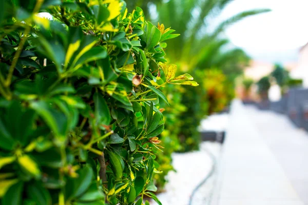 Green plant along the sidewalk — Stock Photo, Image