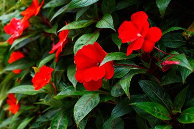 Yeşil yaprakları ortasında kırmızı çiçekler