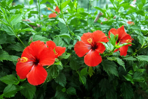 Red flowers in the middle of green leaves — Stock Photo, Image