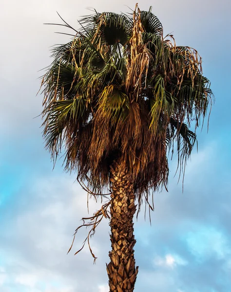 Palmera sobre el cielo — Foto de Stock