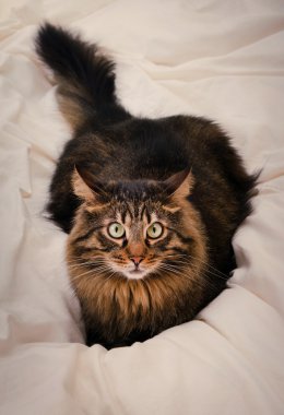 görüntü güzel kedi