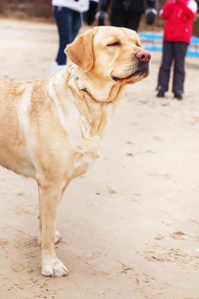 Labrador dog on a beach.