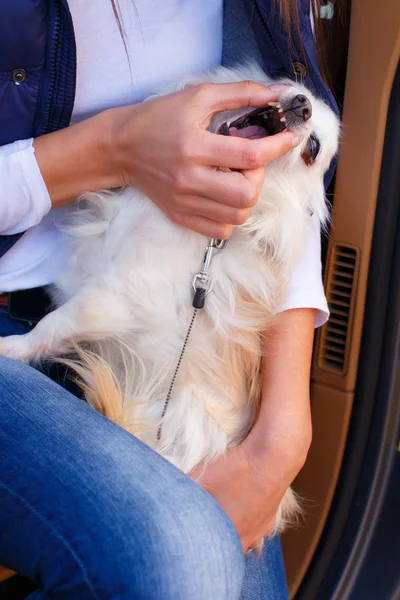 Angry chuhuahua dog — Stock Photo, Image