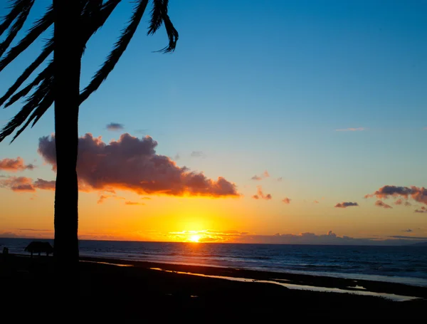 Palm träd silhouette på tropisk strand, solnedgång. — Stockfoto