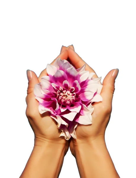 Beautiful flowers in a hands — Stock Photo, Image