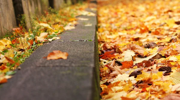 Coloridas hojas de otoño . — Foto de Stock