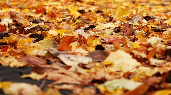 Kleurrijke herfst bladeren. — Stockfoto