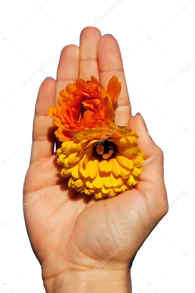 Beautiful flowers in a hand