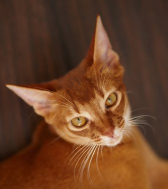 Şirin Kırmızı Kedi