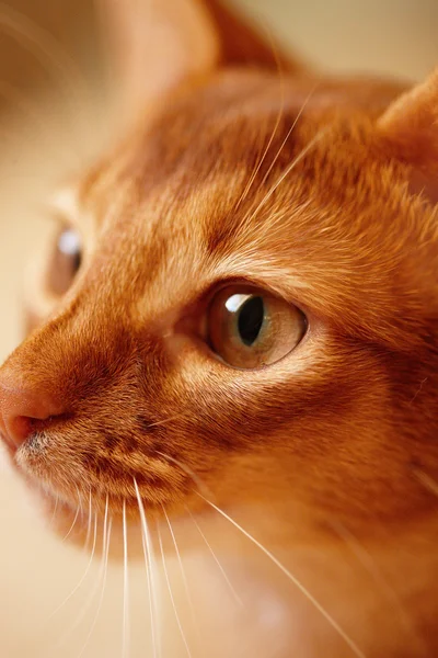赤猫の肖像 — ストック写真
