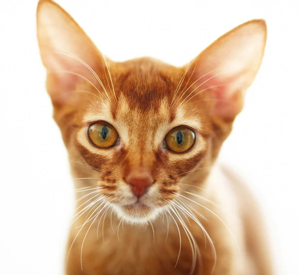 Portrait of red cat — Stock Photo, Image