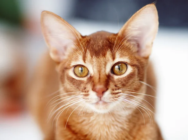 Kızıl kedinin portresi — Stok fotoğraf