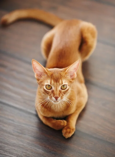 Cute red cat — Stock Photo, Image
