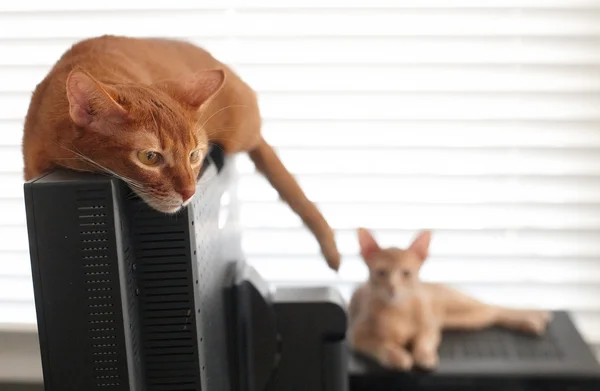 Två röda katter — Stockfoto