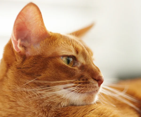 かわいい赤い猫 — ストック写真