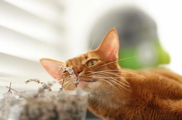 Gato vermelho bonito — Fotografia de Stock