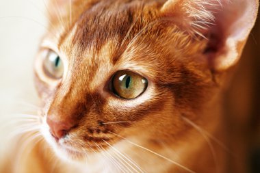 küçük kırmızı kedi