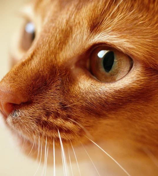 Pequeno gato vermelho — Fotografia de Stock