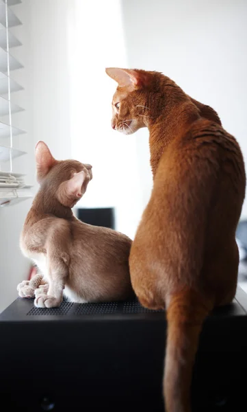 Två röda katter poserar — Stockfoto